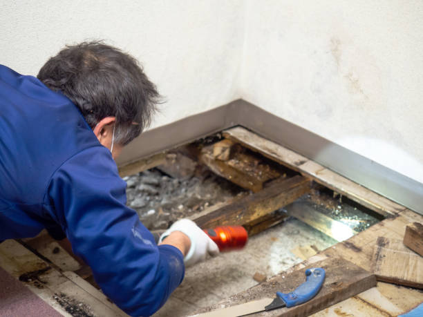 Best Certified Mold Removal  in Mapleton, IA