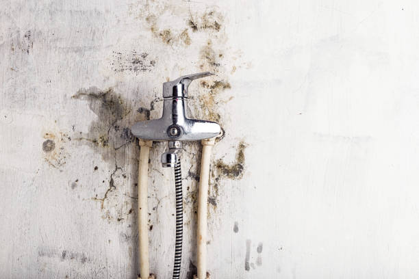 Best Office Mold Removal Services  in Mapleton, IA