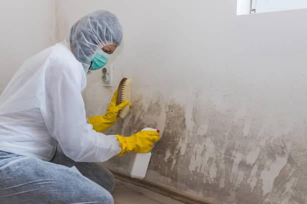 Crawl Space Mold Removal in Mapleton, IA