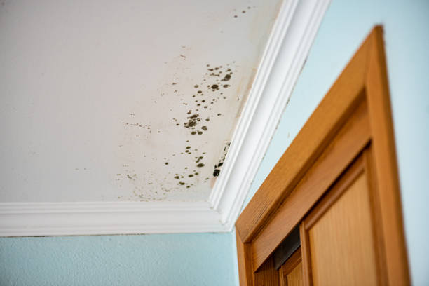 Best Black Mold Removal  in Mapleton, IA
