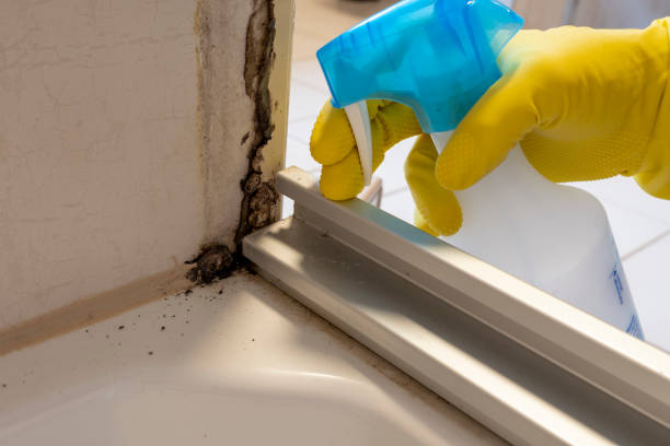 Best Affordable Mold Removal  in Mapleton, IA