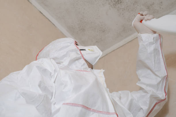 Best Attic Mold Removal  in Mapleton, IA