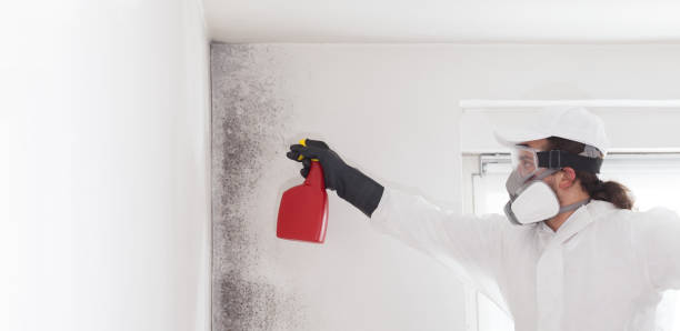 Best Mold Cleaning Services  in Mapleton, IA
