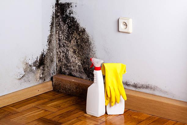 Best Attic Mold Removal  in Mapleton, IA