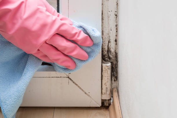 Best Toxic Mold Removal  in Mapleton, IA