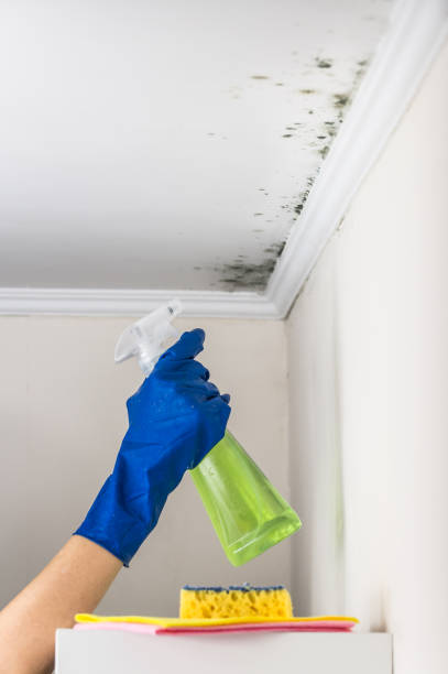 Best Crawl Space Mold Removal  in Mapleton, IA